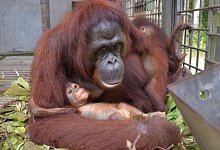 Orang-Utan-Mama Du auf Borneo - Bos Foundation/dpa