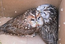 Im Karton: Die beiden Waldk&auml;uze vor dem Auswildern. - Peter Franzeck