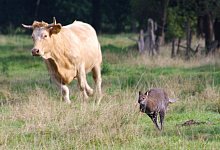 Entlaufenes K&auml;nguru in Delmenhorst - Foto: G&uuml;nther Richter/dpa