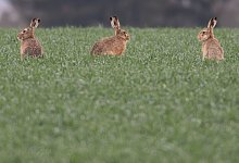 Feldhasen-Bestand 2024 - Boris Roessler/dpa