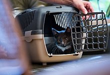 Eine Katze sitzt im Transportkorb - Christin Klose/dpa-tmn/dpa