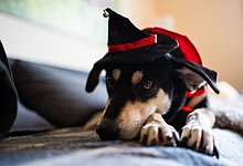 Hunde m&ouml;gen keine Kost&uuml;me - Foto: Nicolas Armer/dpa/dpa-tmn