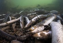 Tote Aale im Hochrhein - Jonas Steiner/Schweizerischer Fischerei- Verband/dpa