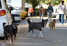 Streunende Hunde - Foto: Jens Kalaene