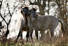 Wilde Pferde - ein seltener Anblick - Foto: Axel Heimken/dpa/dpa-tmn