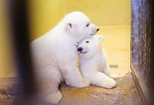 Eisb&auml;ren-Zwillinge - Foto: Mohssen Assanimoghaddam/dpa