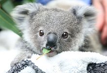 Koala - Foto: Roland Weihrauch/dpa