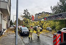 Sturmböen in Düsseldorf: Rund 50 Meter hoher Baum stürzt um - Feuerwehr Düsseldorf/dpa
