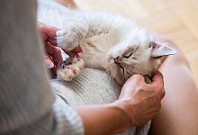 Frau streichelt eine Katze - Christin Klose/dpa-tmn