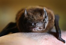 Zwergfledermaus - Foto: Karl-Josef Hildenbrand/dpa/dpa-tmn