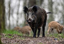 Ein Wildschwein mit Frischlingen - Gregor Fischer/dpa/dpa-tmn