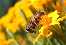 Bienen - Foto: Karl-Josef Hildenbrand/dpa