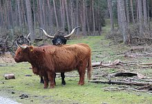 Naturschutzgro&szlig;projekt Senne - Martin Hostert(LZ)