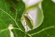 Gr&uuml;ne Reiswanze - Uli Deck/dpa