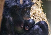 Bonobo-Weibchen im K&ouml;lner Zoo geboren - Oliver Berg/dpa
