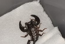 Skorpion - -/ICARA.AT/dpa