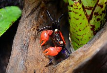 Vampirkrabbe - Foto: Industrieverband Heimtierbedarf/dpa-tmn