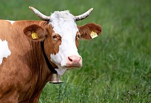 Kuh mit Glocke - Sven Hoppe/dpa