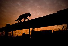 Eine Katze wandert &uuml;ber einen Weidenzaun - Julian Stratenschulte/dpa/dpa-tmn