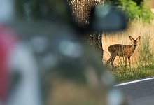 Ein Reh schaut in Richtung eines Autos - Foto: Patrick Pleul/dpa-Zentralbild/dpa-tmn