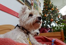 Hund - Foto: Rainer Jensen