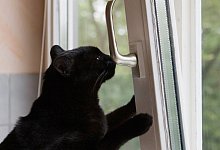 Katze am Fenster - Foto: Silvia Marks