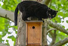 Katze und V&ouml;gel - Patrick Pleul/dpa