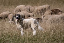 Herdenschutz - Christoph Schmidt/dpa