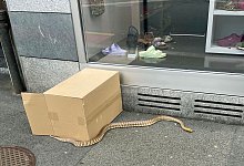 Ausgeb&uuml;xte Riesenschlange auf B&uuml;rgersteig in der Schweiz - Luzerner Polizei/dpa