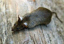 Ratte - Foto: Arno Burgi