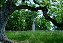 Klimaschäden in historischen Parkanlagen - Pia Bayer/dpa