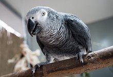 Tanzende V&ouml;gel beobachten - Foto: Alexander Heinl