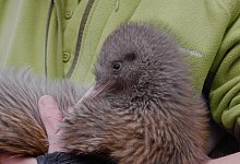 Kiwi - Belle Gwilliam/Department of Conservation/dpa