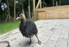 Strau&szlig;enk&uuml;ken - Karlotta Hensch