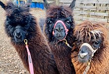 Alpakas - Martina Peter