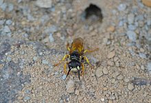 bienenwolf-040-presse - BUND Lemgo