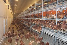 IMG_9616 - sebastian horn