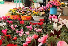 markt_img_5482jpeg - Wolfgang Becker/Archivfoto