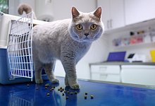 Neue Geb&uuml;hrenordnung: Besuch beim Tierarzt wird teurer - was tun? - Karolin Kr&auml;mer