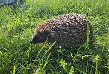 Igel Joy - Igelhilfe Regina B&auml;umer/ Mark Groundwater