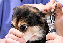 Der Tierschutzbund befürchtet, dass jedem vierten Tierheim die Luft ausgeht, weil die finanziellen Probleme zu groß werden. Am 22. November ist auch noch die neue Gebührenordnung für Tierärzte in Kraft getreten. Das Tierheim Bielefeld hat Glück und mit Mirko Quest einen eigenen Arzt, der hier Hündin Lilly ins Ohr schaut. Foto: Andreas Zobe - Verwendung weltweit