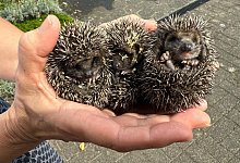 16551d35-2b44-4051-94f0-4587daea3d5e - 1 - Lisa Fink