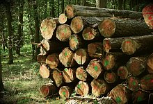 dt-holzstapel-pixabay - Foto: Pixabay