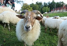 big_leo_schafe-heimathof-kalender-8 - Birgit Guhlke