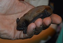 230609-fledermaus-willi-hennebruder - Fotorechte: Willi Hennebrüder