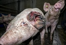 urn:newsml:newsaktuell.de:20230704:51876855 - Deutsches Tierschutzb&uuml;ro e.V.