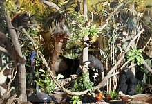 faszinierende-tierwelt-der-regenwalder - Lippisches Landesmuseum Detmold