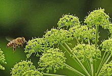 Bienen - LWL/J&auml;hne