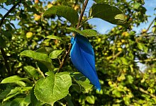 pflueckbaeume_02092024 - Gemeinde Schlangen