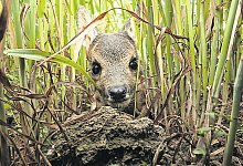 rehkitz - Kreis Lippe